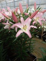 [5222 Okura VZ No01.JPG]